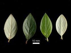 Cotoneaster franchetii: Leaves, upper and lower surfaces.
 Image: D. Glenny © Landcare Research 2017 CC BY 3.0 NZ